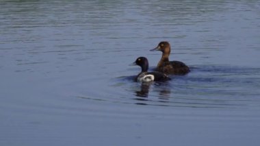 Büyüleyici bir ağır çekim video dizisi yaz boyunca muhteşem bir Kanada gölünde bir çift Büyük Scaup ördeğinin hayatını çekiyor..