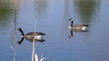 Kanada kazları ve onların yavruları Kanada 'da bir gölde yazın tadını çıkarıyorlar..