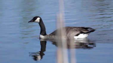 Kanada kazları ve onların yavruları Kanada 'da bir gölde yazın tadını çıkarıyorlar..