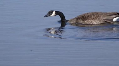 Kanada kazları ve onların yavruları Kanada 'da bir gölde yazın tadını çıkarıyorlar..
