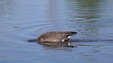 Kanada kazları ve onların yavruları Kanada 'da bir gölde yazın tadını çıkarıyorlar..