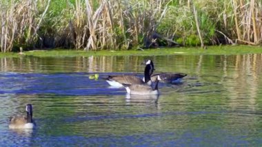 Kanada kazları ve onların yavruları Kanada 'da bir gölde yazın tadını çıkarıyorlar..
