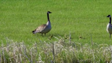 Kanada kazları ve onların yavruları Kanada 'da bir gölde yazın tadını çıkarıyorlar..