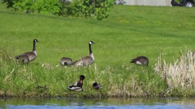 Kanada kazları ve onların yavruları Kanada 'da bir gölde yazın tadını çıkarıyorlar..