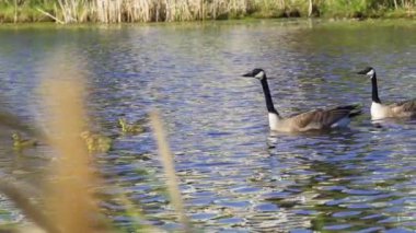 Kanada kazları ve onların yavruları Kanada 'da bir gölde yazın tadını çıkarıyorlar..