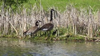 Kanada kazları ve onların yavruları Kanada 'da bir gölde yazın tadını çıkarıyorlar.. 