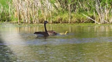 Kanada kazları ve onların yavruları Kanada 'da bir gölde yazın tadını çıkarıyorlar.. 