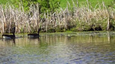 Kanada kazları ve onların yavruları Kanada 'da bir gölde yazın tadını çıkarıyorlar.. 