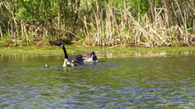 Kanada kazları ve onların yavruları Kanada 'da bir gölde yazın tadını çıkarıyorlar.. 