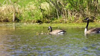 Kanada kazları ve onların yavruları Kanada 'da bir gölde yazın tadını çıkarıyorlar.. 