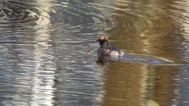 Yazın Güzel Kanada Gölü 'nde Ağır Çekimde Boynuzlu Yunus