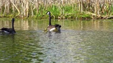 Kanada kazları ve onların yavruları Kanada 'da bir gölde yazın tadını çıkarıyorlar.. 