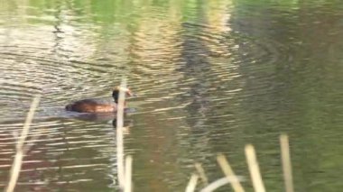 Yazın Güzel Kanada Gölü 'nde Ağır Çekimde Boynuzlu Yunus
