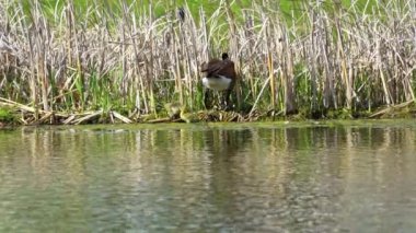 Kanada kazları ve onların yavruları Kanada 'da bir gölde yazın tadını çıkarıyorlar.. 