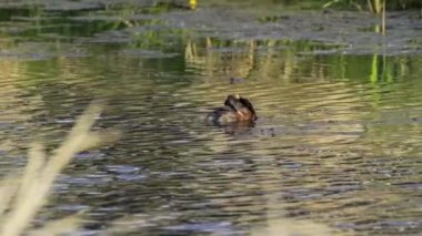 Yazın Güzel Kanada Gölü 'nde Ağır Çekimde Boynuzlu Yunus
