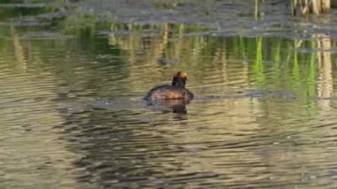 Yazın Güzel Kanada Gölü 'nde Ağır Çekimde Boynuzlu Yunus