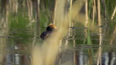 Yazın Güzel Kanada Gölü 'nde Ağır Çekimde Boynuzlu Yunus