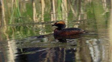 Yazın Güzel Kanada Gölü 'nde Ağır Çekimde Boynuzlu Yunus