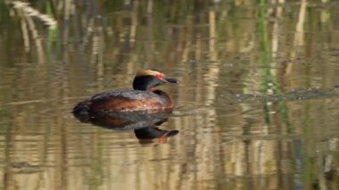 Yazın Güzel Kanada Gölü 'nde Ağır Çekimde Boynuzlu Yunus