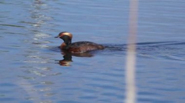 Yazın Güzel Kanada Gölü 'nde Ağır Çekimde Boynuzlu Yunus
