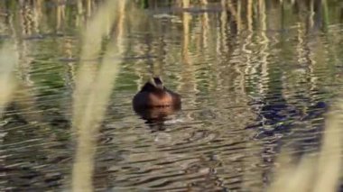 Yazın Güzel Kanada Gölü 'nde Ağır Çekimde Boynuzlu Yunus