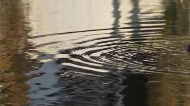 Yazın Güzel Kanada Gölü 'nde Ağır Çekimde Boynuzlu Yunus