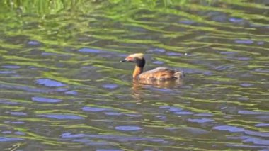 Yazın Güzel Kanada Gölü 'nde Ağır Çekimde Boynuzlu Yunus
