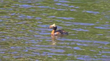 Yazın Güzel Kanada Gölü 'nde Ağır Çekimde Boynuzlu Yunus
