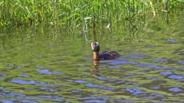 Yazın Güzel Kanada Gölü 'nde Ağır Çekimde Boynuzlu Yunus