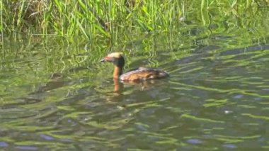 Yazın Güzel Kanada Gölü 'nde Ağır Çekimde Boynuzlu Yunus