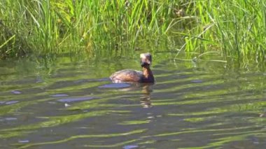 Yazın Güzel Kanada Gölü 'nde Ağır Çekimde Boynuzlu Yunus