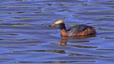 Yazın Güzel Kanada Gölü 'nde Ağır Çekimde Boynuzlu Yunus