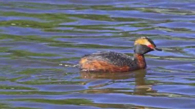 Yazın Güzel Kanada Gölü 'nde Ağır Çekimde Boynuzlu Yunus