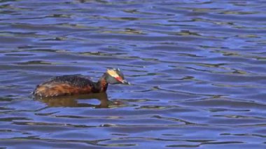 Yazın Güzel Kanada Gölü 'nde Ağır Çekimde Boynuzlu Yunus