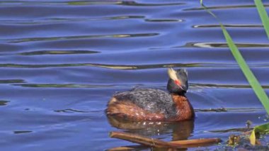 Yazın Güzel Kanada Gölü 'nde Ağır Çekimde Boynuzlu Yunus