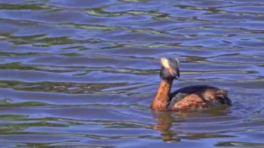 Yazın Güzel Kanada Gölü 'nde Ağır Çekimde Boynuzlu Yunus