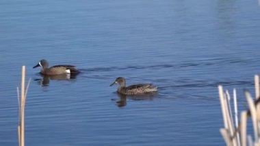Mavi kanatlı Teal Çifti Yazın Güzel Kanada Gölü 'nde Yavaş Çekimde