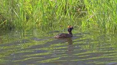 Yazın Güzel Kanada Gölü 'nde Ağır Çekimde Boynuzlu Yunus