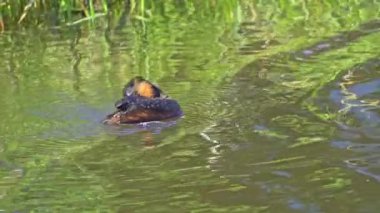 Yazın Güzel Kanada Gölü 'nde Ağır Çekimde Boynuzlu Yunus