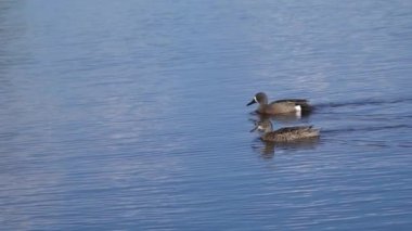 Mavi kanatlı Teal Çifti Yazın Güzel Kanada Gölü 'nde Yavaş Çekimde