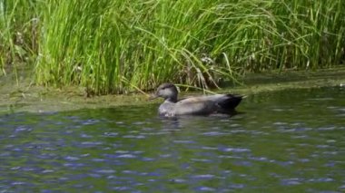 Mavi kanatlı Teal Çifti Yazın Güzel Kanada Gölü 'nde Yavaş Çekimde