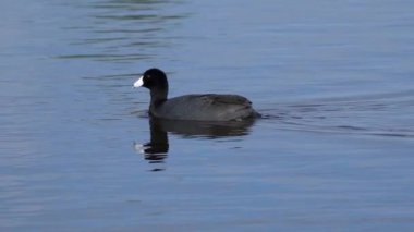 Yazın Güzel Kanada Gölü Üzerinde Ağır Çekimde Amerikan Coot Aileleri