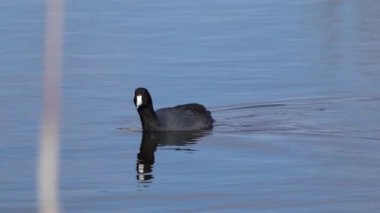 Yazın Güzel Kanada Gölü Üzerinde Ağır Çekimde Amerikan Coot Aileleri
