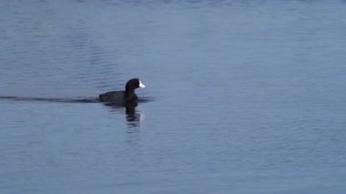 Yazın Güzel Kanada Gölü Üzerinde Ağır Çekimde Amerikan Coot Aileleri