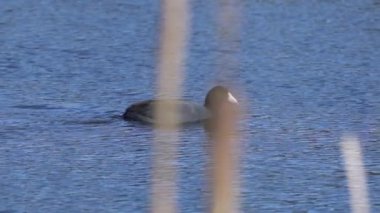 Yazın Güzel Kanada Gölü Üzerinde Ağır Çekimde Amerikan Coot Aileleri