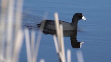 Yazın Güzel Kanada Gölü Üzerinde Ağır Çekimde Amerikan Coot Aileleri