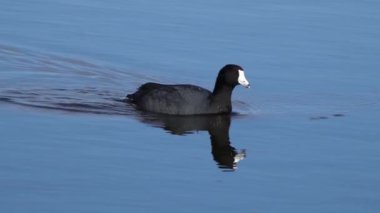 Yazın Güzel Kanada Gölü Üzerinde Ağır Çekimde Amerikan Coot Aileleri