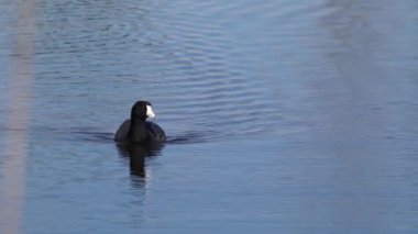Yazın Güzel Kanada Gölü Üzerinde Ağır Çekimde Amerikan Coot Aileleri