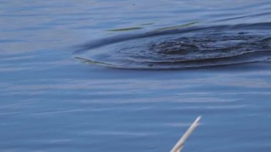Yazın Güzel Kanada Gölü Üzerinde Ağır Çekimde Amerikan Coot Aileleri