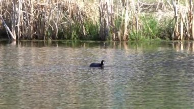 Yazın Güzel Kanada Gölü Üzerinde Ağır Çekimde Amerikan Coot Aileleri